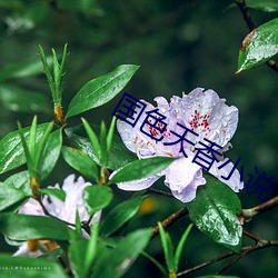 国色天(天)香小说(說)