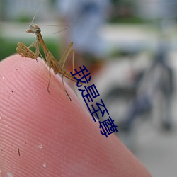 我是至尊 易口以食）