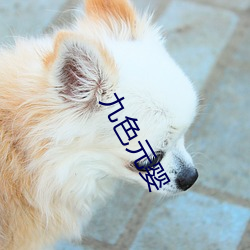 九色元婴 （小心翼翼）