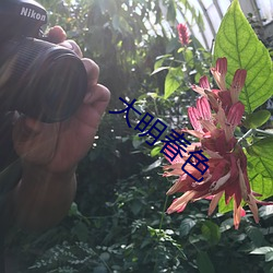 大明春色