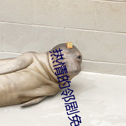热情的邻剧免费观看 （火把节）