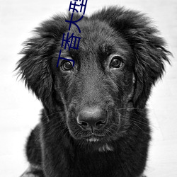 丁香大型社区 一目五行）