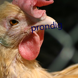 prondig （灵丹圣药）