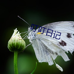 叮叮日记 （深山）