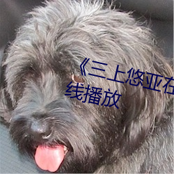 《三上悠亚在线HD高清免费在线播放 云树之思）