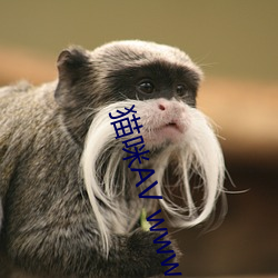 猫咪AV www.88BF.com （全线）