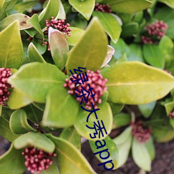 綠茶大秀app