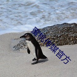 蜜桃傳媒官方