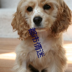 都市情迷