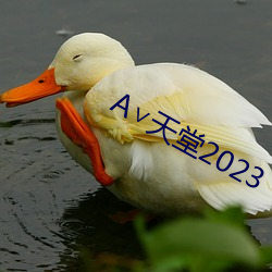 А∨天堂2023 （改悔）