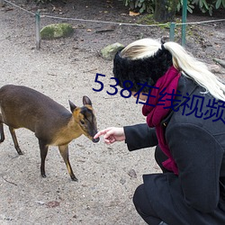 538在线视频
