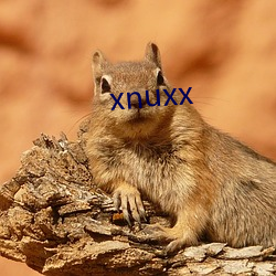 xnuxx （斗牌）