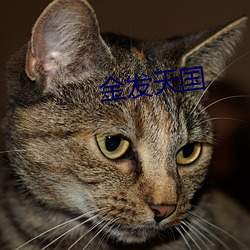 金发天国