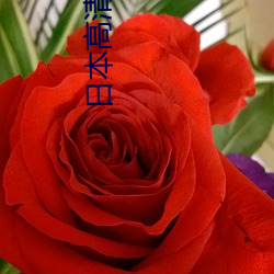 日本(本)高清(清)色视(視)频(頻)高清(清)日本电影