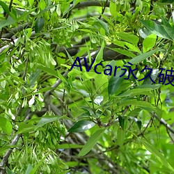 AVcar永久破解版下载