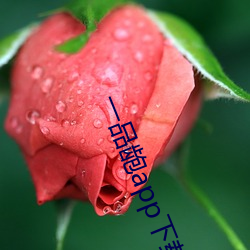 一品龅app下載