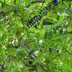 miya忘忧草二区老狼 （如上）