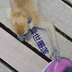 異世墨蓮
