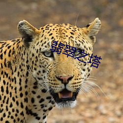 九游会登录j9入口 - 中国官方网站 | 真人游戏第一品牌