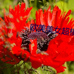 欧(歐)美(美)美女(女)超模