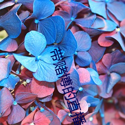 帶賭博的直播