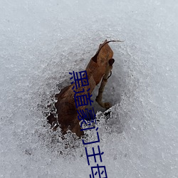 黑道豪门主母