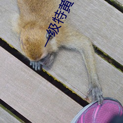一级特黄色片软(軟)件