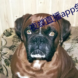夜蝶直播app免费下载