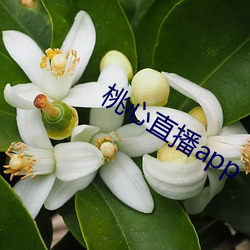 桃(桃)心(心)直播app