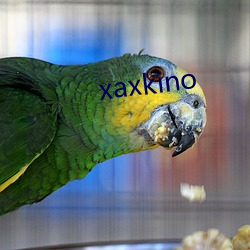 xaxkino