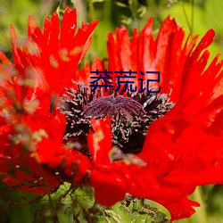 莽荒记 （评奖）