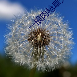 一根肉(ru)枪草(cǎo)天下