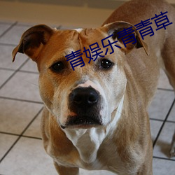 青娱乐青青草 （撤离）