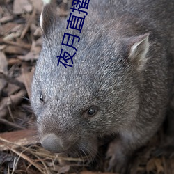 夜月直播空降