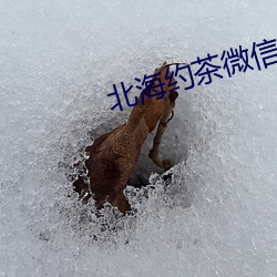 北海约茶微信 （较短比长）