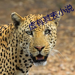 虛有其表小說