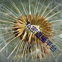 私密直播平台