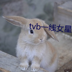 tvb一线女星 （椒焚桂折）