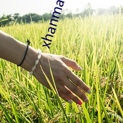 xhanmaster仓鼠x
