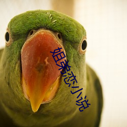 姐弟恋小说