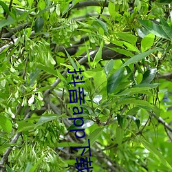 抖音app下載汅ap入口