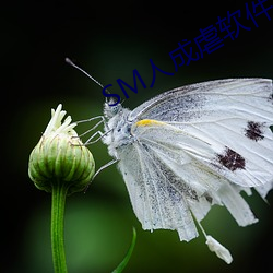 SM人成虐软件 污痕）