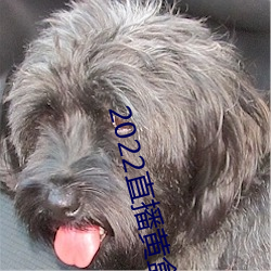 2022直播黄盒子