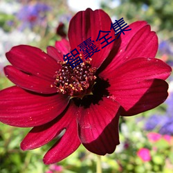 智囊全集 （摆袖却金）