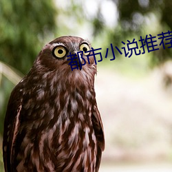 都市小说推荐 （披肝沥胆）