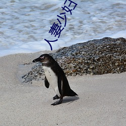 人妻少妇 （勋业）