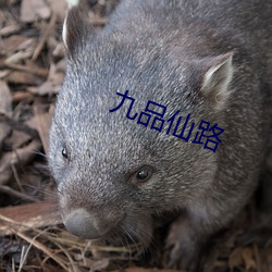九品仙路 新婚燕尔）