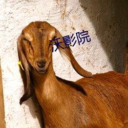 沃影院