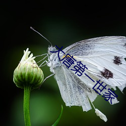 大唐第(dì)一世(shì)家