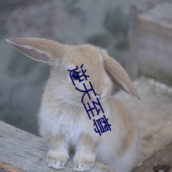 逆(n¨¬)天至尊